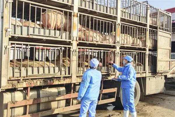 生猪上市前要做什么检疫，以下4个检验过程不能缺少