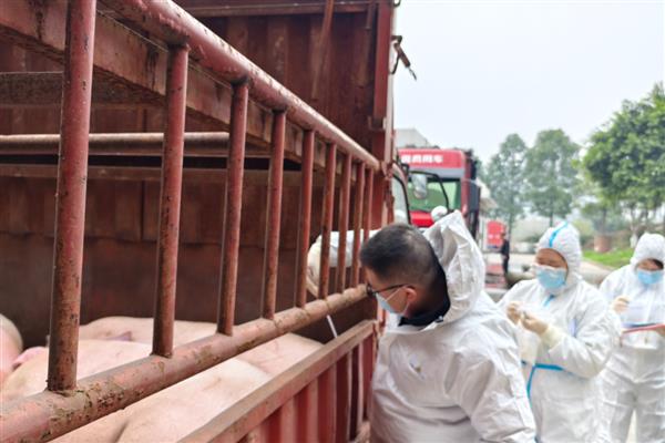 生猪上市前要做什么检疫，以下4个检验过程不能缺少