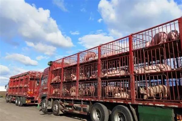 生猪上市前要做什么检疫，以下4个检验过程不能缺少