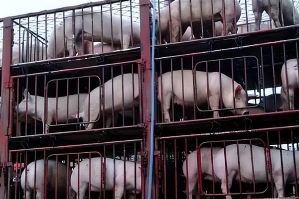 生猪上市前要做什么检疫，以下4个检验过程不能缺少