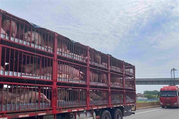 生猪上市前要做什么检疫，以下4个检验过程不能缺少