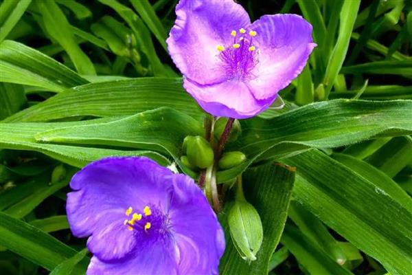 怎么养殖白花紫露草，生长初期要定期追施稀薄的液肥
