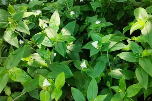 怎么养殖白花紫露草，生长初期要定期追施稀薄的液肥