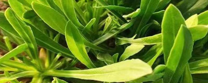 面条菜的简介，一般是指麦瓶草