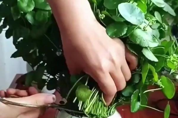 铜钱草的养殖方法，生长期每隔3天浇灌一次透水
