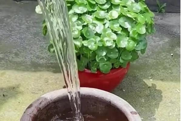 铜钱草的养殖方法，生长期每隔3天浇灌一次透水