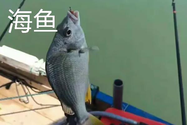 管付千又鱼钩的优缺点，好绑钩但钓小鱼不如普通千又