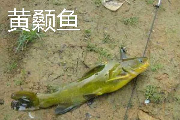 管付千又鱼钩的优缺点，好绑钩但钓小鱼不如普通千又