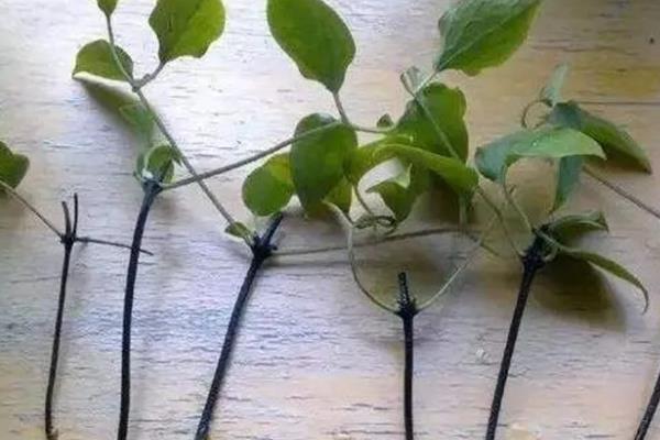 铁线莲的养殖方法，夏季要注意遮阴防晒