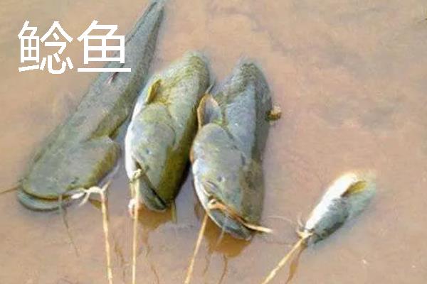管付千又鱼钩的优缺点，好绑钩但钓小鱼不如普通千又