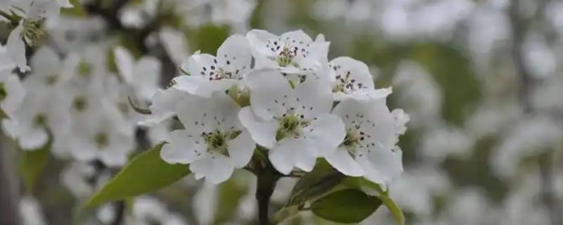 梨花在什么季节开，在每年的春季开花