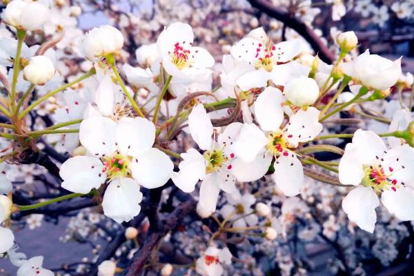 梨花在什么季节开，在每年的春季开花