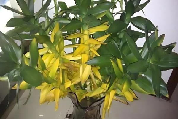 荷花竹叶子发黄的原因，灼黄、缺光黄等均会导致