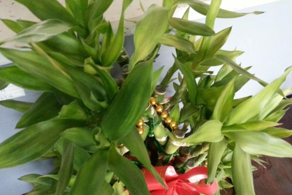 荷花竹叶子发黄的原因，灼黄、缺光黄等均会导致