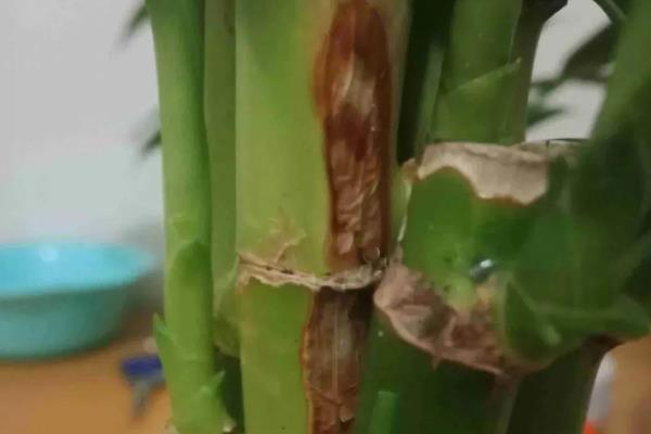 荷花竹叶子发黄的原因，灼黄、缺光黄等均会导致