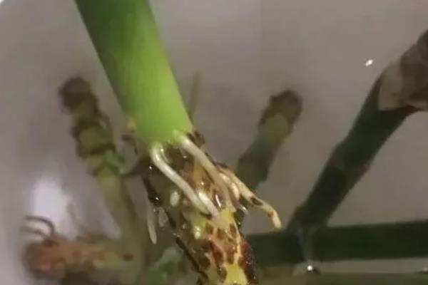 荷花竹叶子发黄的原因，灼黄、缺光黄等均会导致