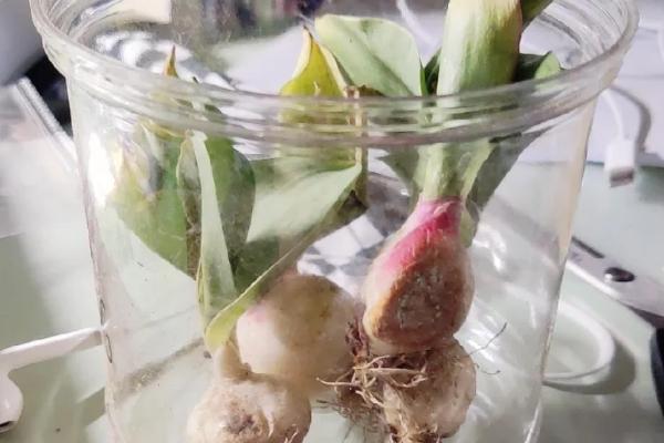 为什么郁金香见光开花，是一种生物特性