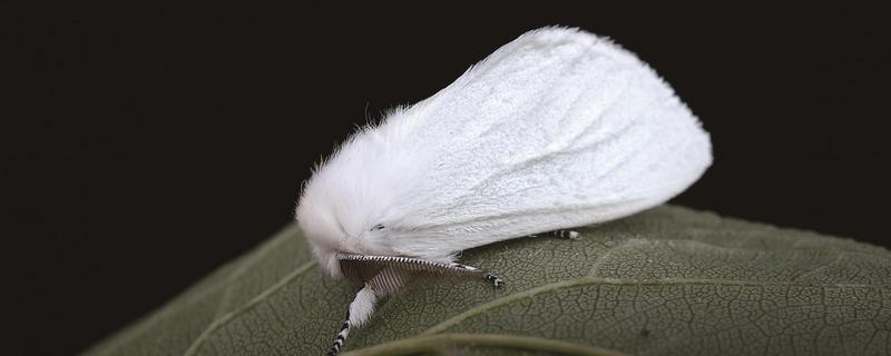 美国白蛾用哪种农药，可选择灭幼脲Ⅲ号胶悬剂