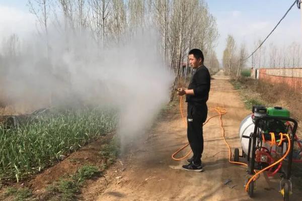 美国白蛾用哪种农药，可选择灭幼脲Ⅲ号胶悬剂