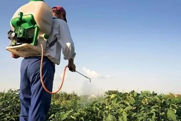 美国白蛾用哪种农药，可选择灭幼脲Ⅲ号胶悬剂