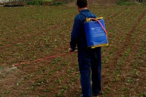 美国白蛾用哪种农药，可选择灭幼脲Ⅲ号胶悬剂