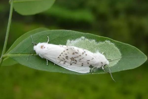 美国白蛾用哪种农药，可选择灭幼脲Ⅲ号胶悬剂