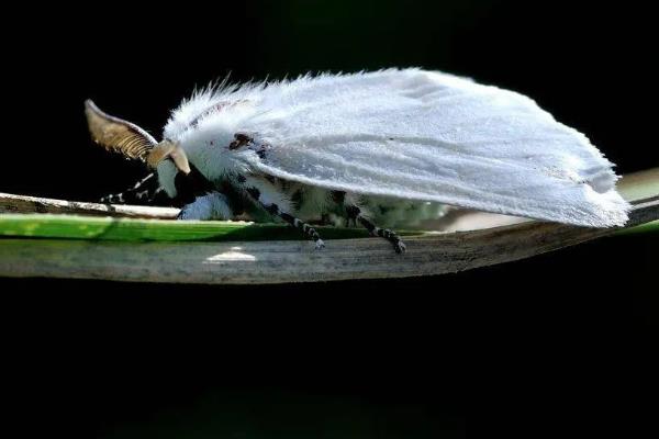 美国白蛾用哪种农药，可选择灭幼脲Ⅲ号胶悬剂