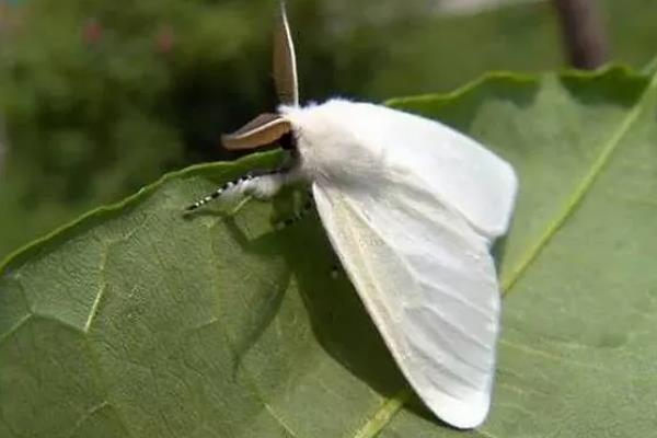 美国白蛾用哪种农药，可选择灭幼脲Ⅲ号胶悬剂