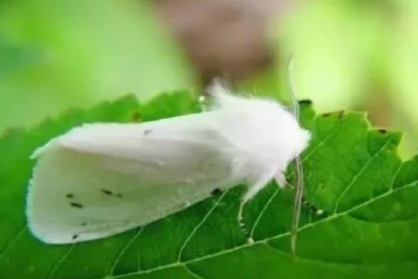 美国白蛾用哪种农药，可选择灭幼脲Ⅲ号胶悬剂