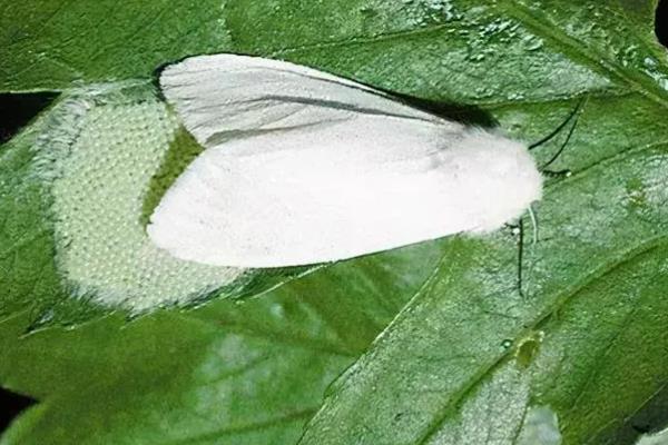美国白蛾用哪种农药，可选择灭幼脲Ⅲ号胶悬剂