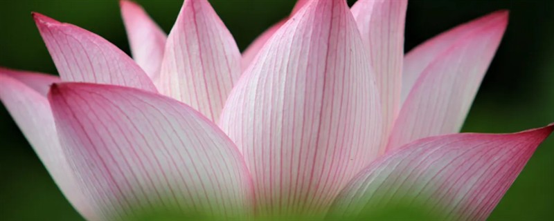 花中仙子是指什么花，指的是荷花