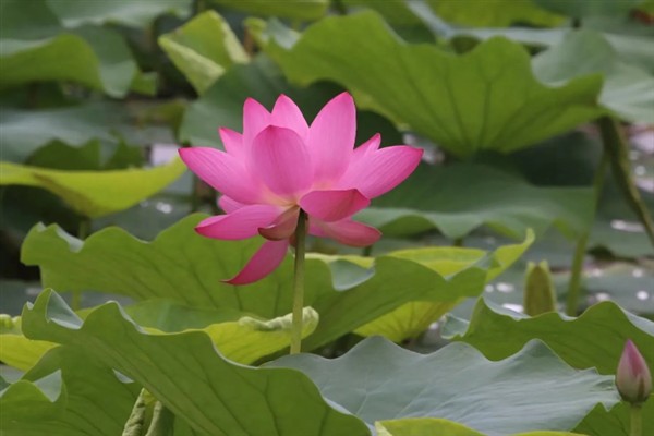 花中仙子是指什么花,指的是荷花
