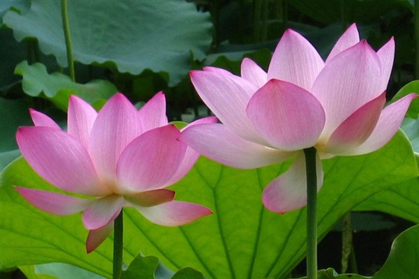 花中仙子是指什么花,指的是荷花