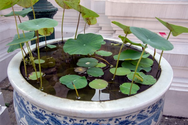 花中仙子是指什么花,指的是荷花