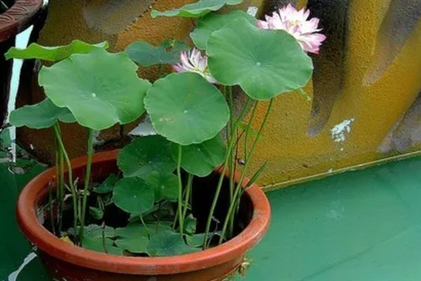 花中仙子是指什么花,指的是荷花