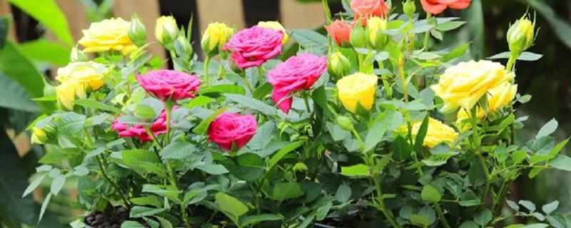 怎么养殖钻石玫瑰，将其放在阳光充足的环境中