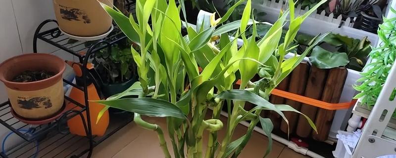 富贵竹干瘪了怎么处理，可移换环境并更换水分等