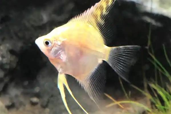 金头神仙鱼好不好养，需保持水温水质具有一定难度