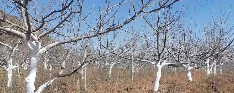 核桃树冬季如何防寒，可培土防寒