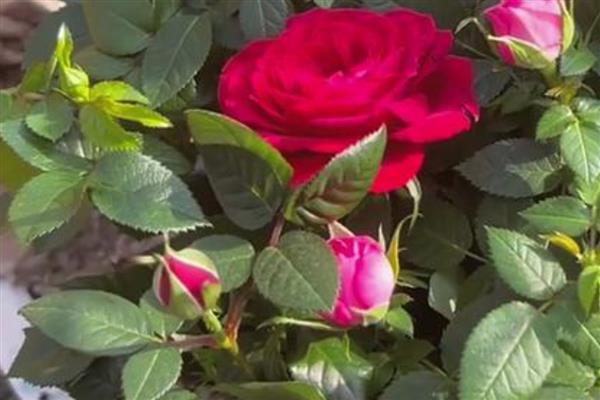怎么养殖钻石玫瑰，将其放在阳光充足的环境中