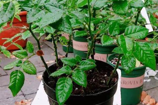 怎么养殖钻石玫瑰，将其放在阳光充足的环境中