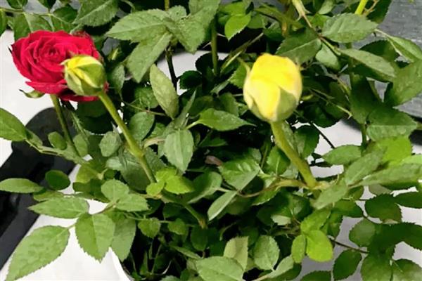 怎么养殖钻石玫瑰，将其放在阳光充足的环境中