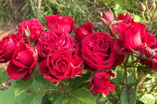 怎么养殖钻石玫瑰，将其放在阳光充足的环境中