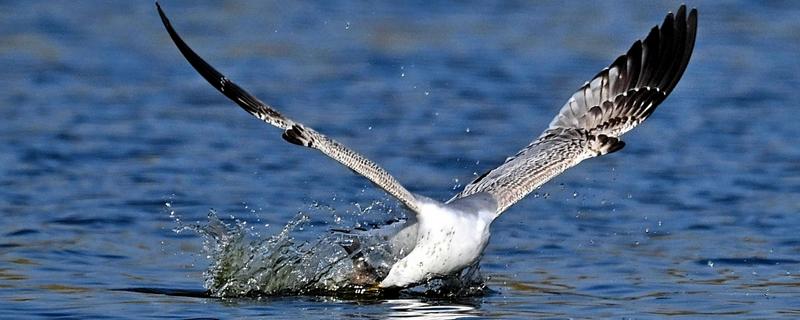 海鸥的捕鱼方式，发现目标后会俯冲而下将鱼捕获