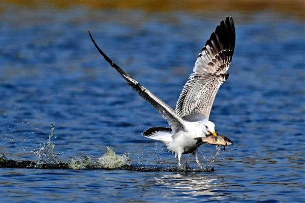 海鸥的捕鱼方式，发现目标后会俯冲而下将鱼捕获