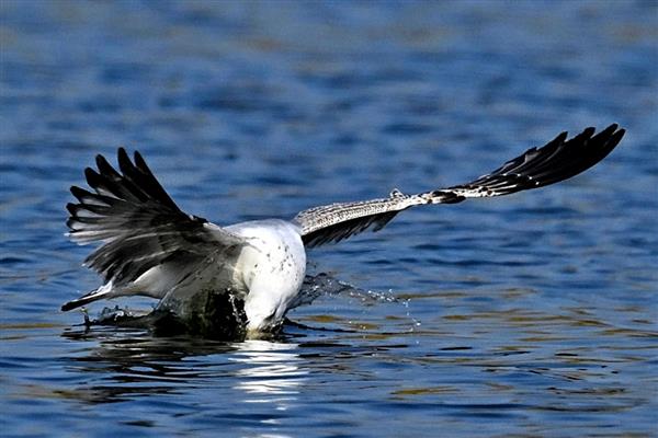 海鸥的捕鱼方式，发现目标后会俯冲而下将鱼捕获