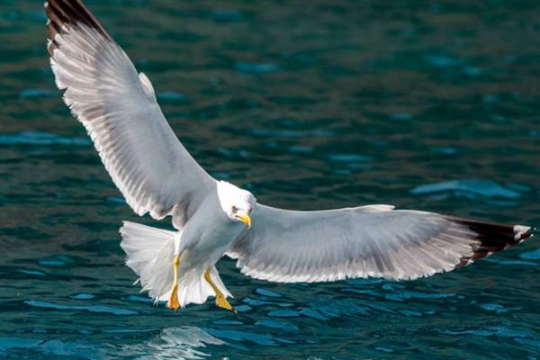 海鸥的捕鱼方式，发现目标后会俯冲而下将鱼捕获