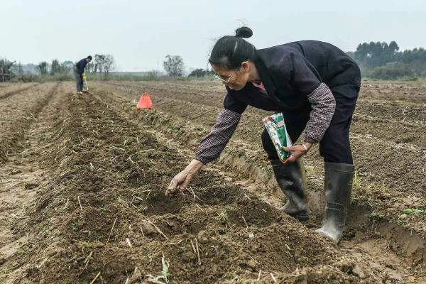玉米在几月份收获，春玉米一般在8月份收获