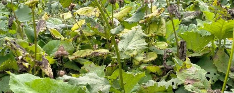 云木香的简介，属于菊科、风毛菊属草本植物