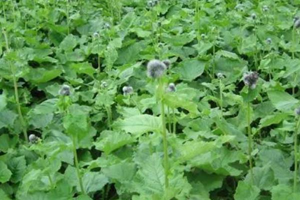 云木香的简介，属于菊科、风毛菊属草本植物